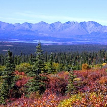 a tree with a mountain in the background
