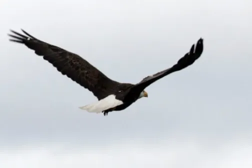 a flock of seagulls flying in the air