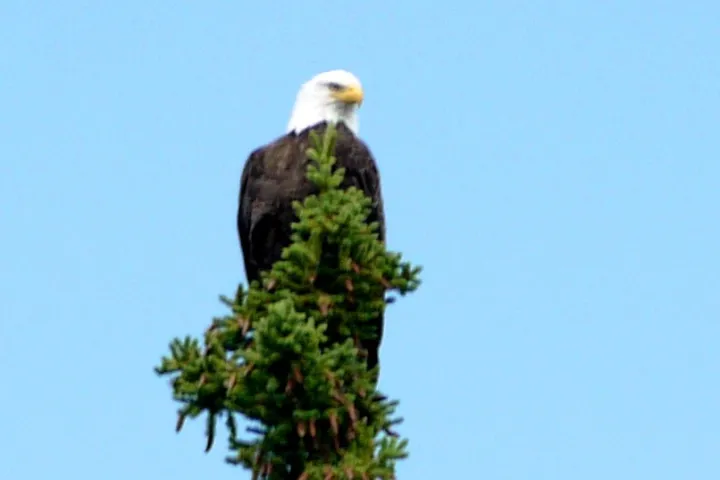 a bird flying in the sky