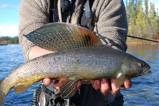 a man holding a fish swimming under water