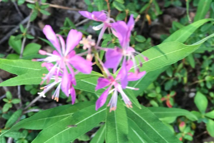 a close up of a flower garden