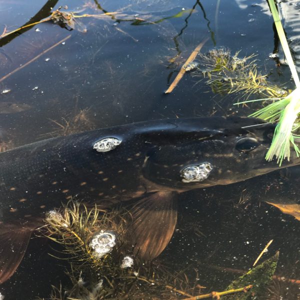 a close up of a bird flying over a body of water