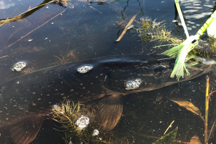 a close up of a bird flying over a body of water