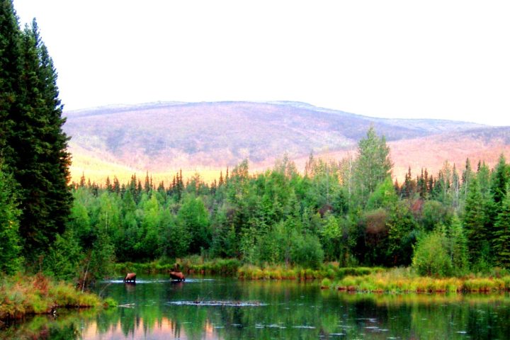 a view of a lake surrounded by forest