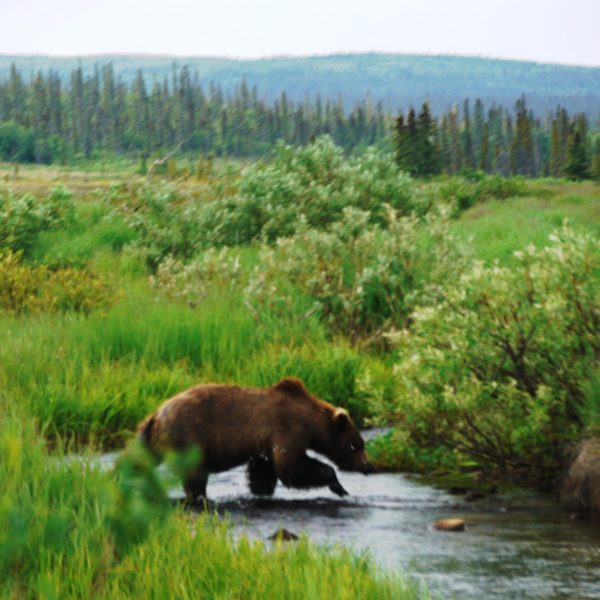 a large brown bear walking across a river