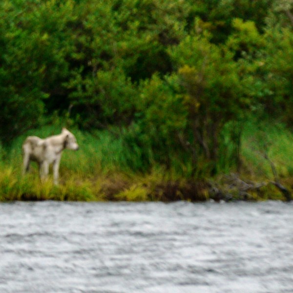 a river running through a body of water