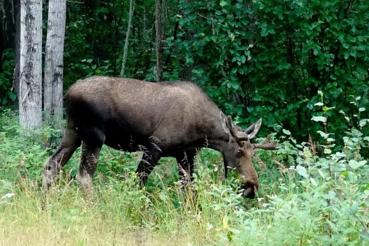 a cow standing on top of a lush green forest