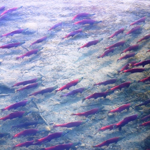 a colorful kite flying in the sky