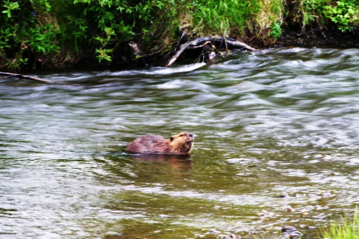 a rodent in a river next to a body of water