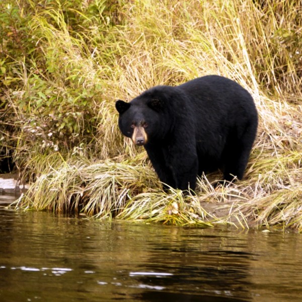 a large brown bear walking across a river