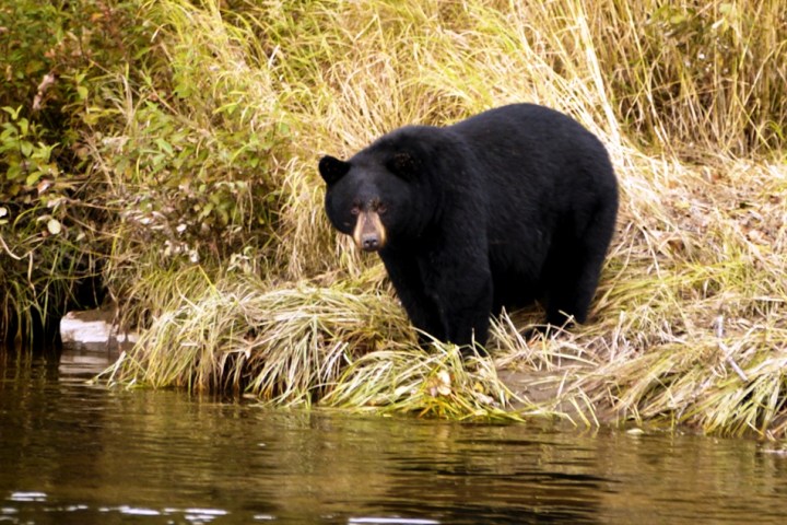 a large brown bear walking across a river