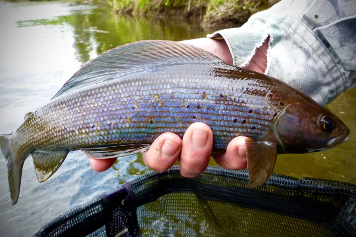 a man holding a fish