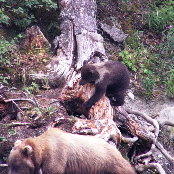 a large brown bear walking through a forest