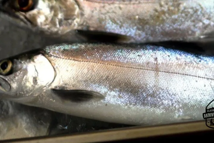 a close up of a fish