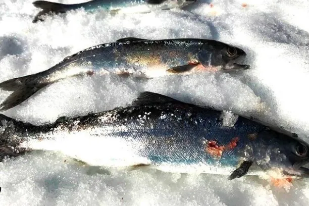 a fish swimming under water