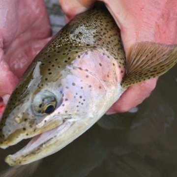 a close up of a person holding a fish