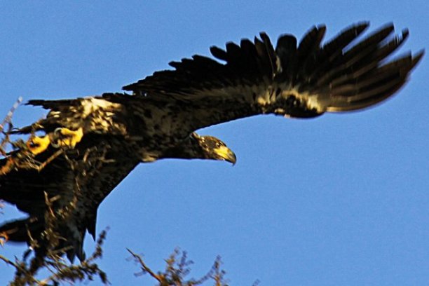 a bird flying in the sky
