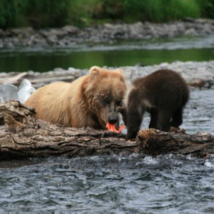a brown bear standing next to a body of water