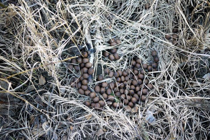 a cat lying on top of a pile of hay