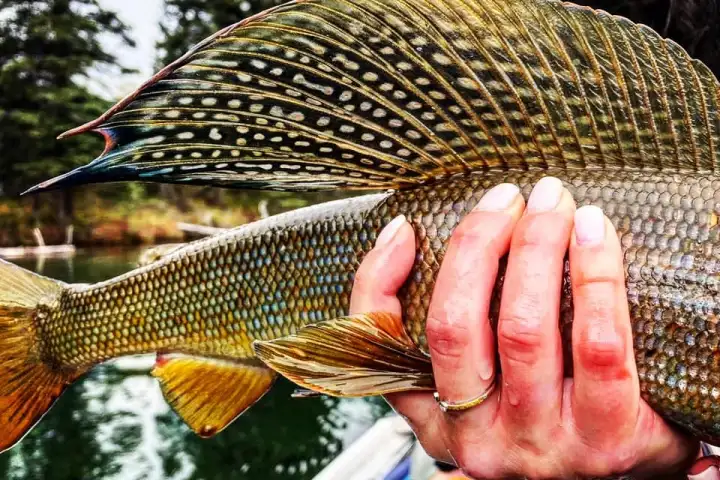 a man holding a fish