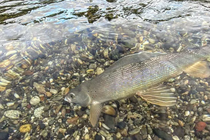 a fish swimming under water