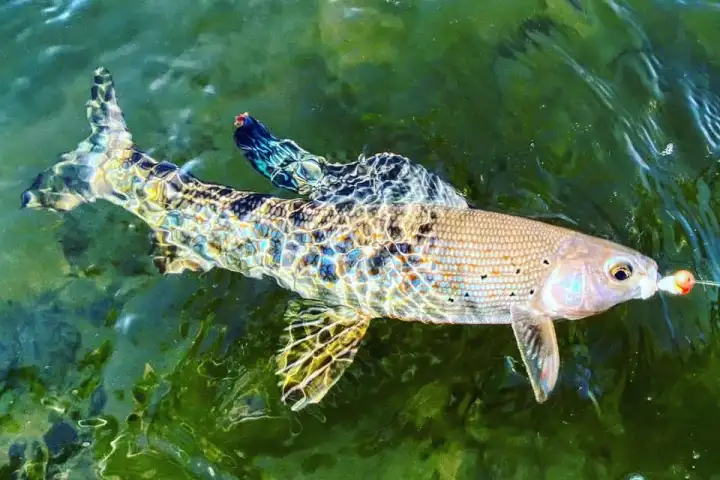 a fish swimming under water