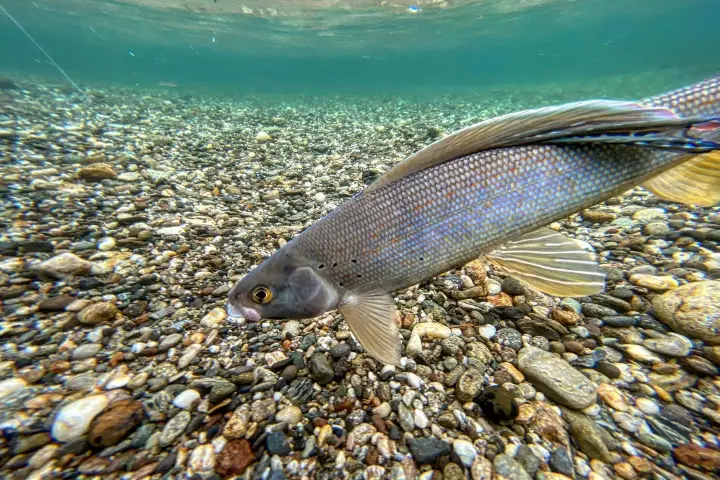 a bird standing on a rocky beach holding a fish in the water