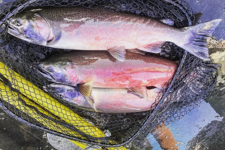 a close up of a fish