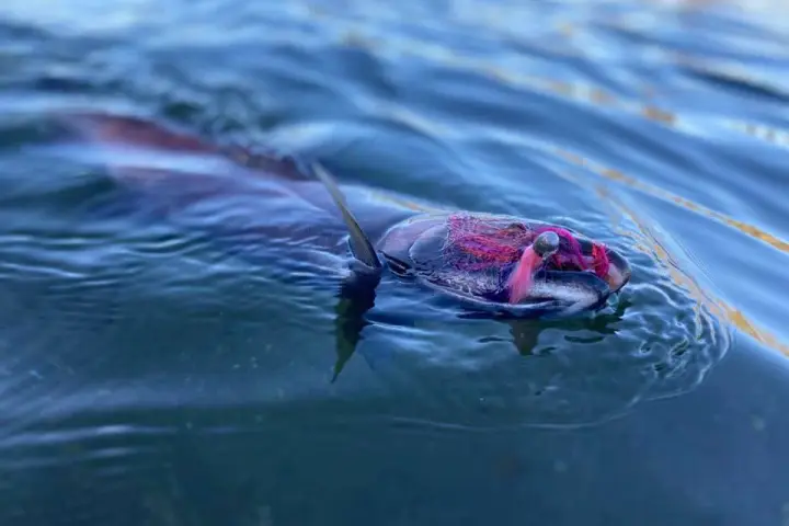 a bird swimming in water next to the ocean