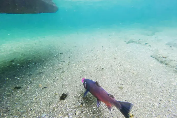 a fish swimming under water