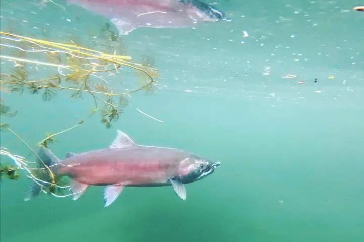 a bird swimming in water