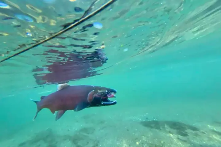 a dog swimming in a pool of water