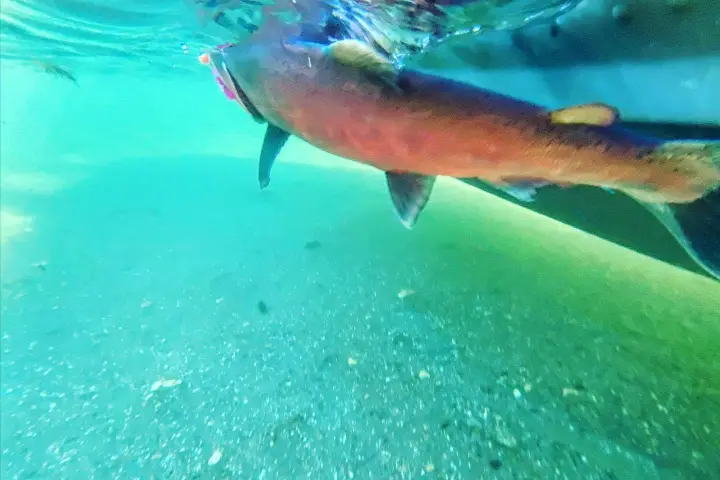 a bird swimming in water