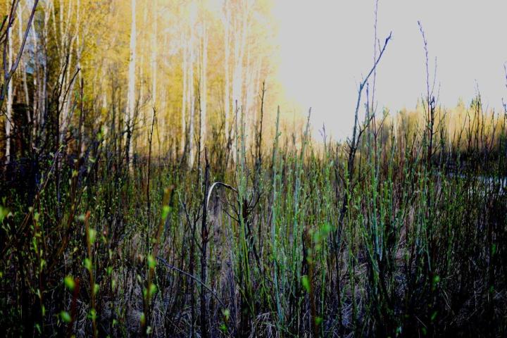 a field of tall grass