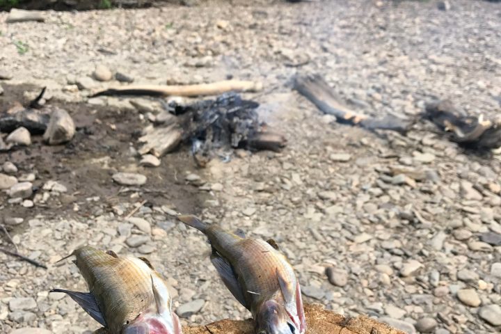 a bird that is lying down in the dirt