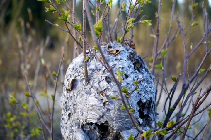 a close up of a tree