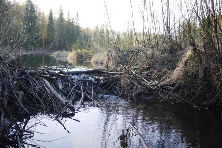 a body of water with trees in the background