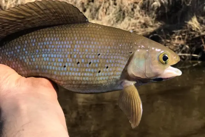 a hand holding a fish