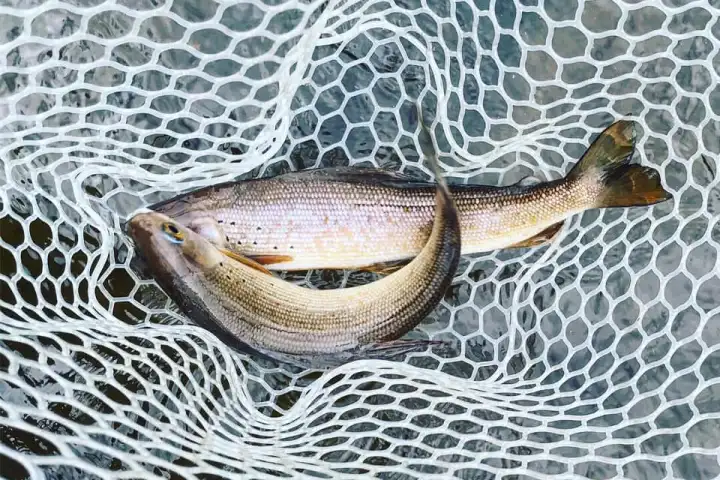 a close up of an animal