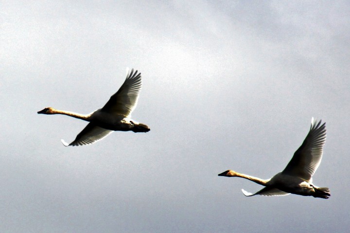a flock of seagulls flying in the air