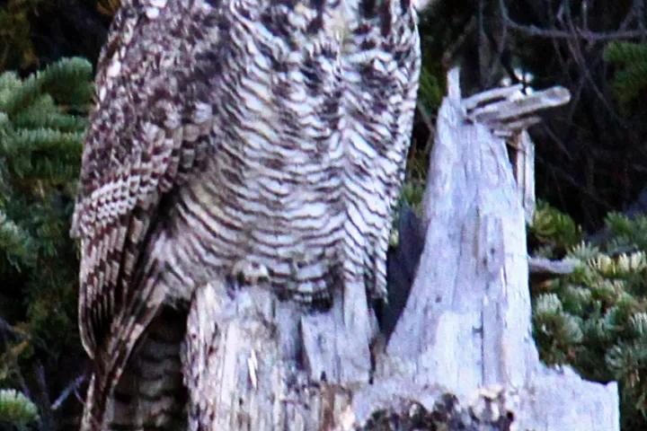 an owl standing on a branch