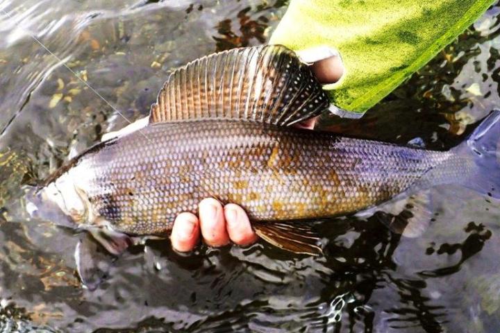 a person holding a fish in the water