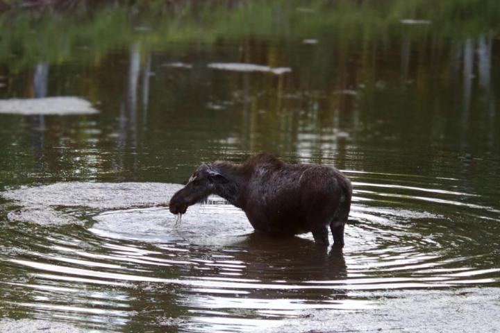 a dog swimming in a body of water