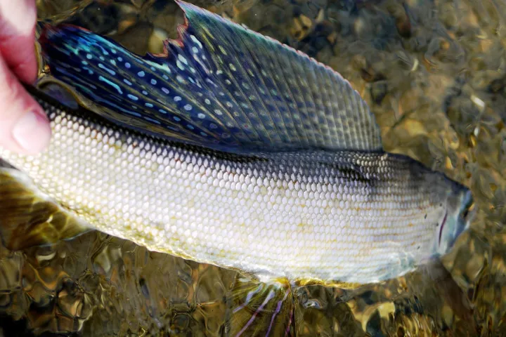 a hand holding a fish