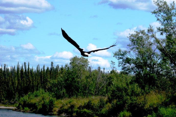 a bird flying over a forest