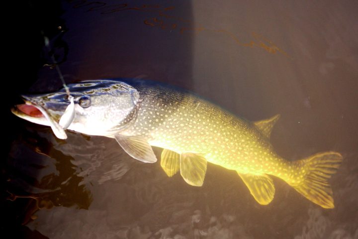 a fish swimming under water