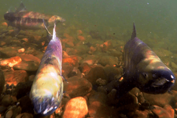 a group of fish in the water