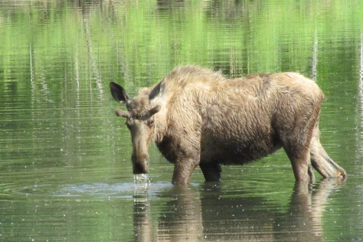 a small brown animal in the water